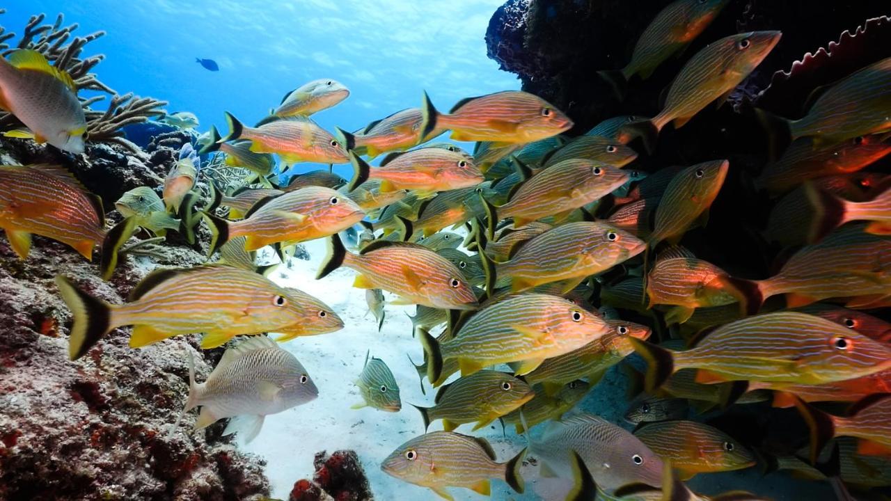 Occidental Cozumel Ξενοδοχείο Εξωτερικό φωτογραφία